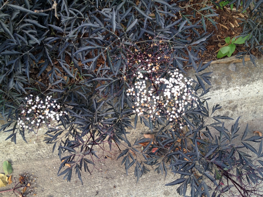 Sambucus nigra