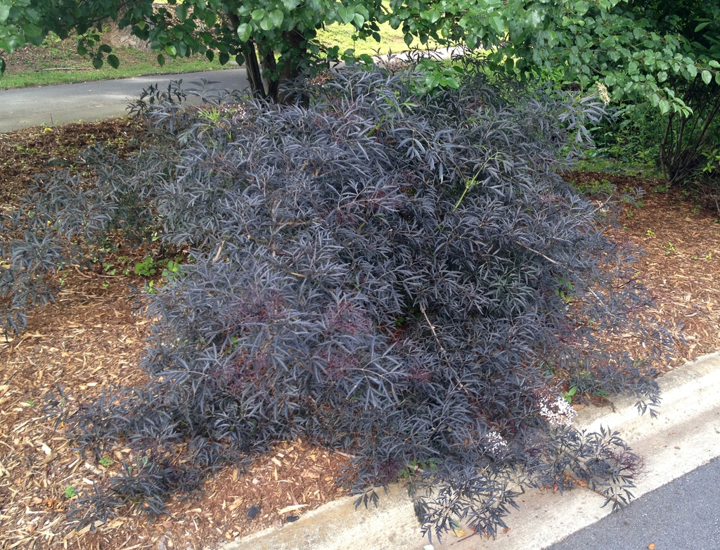Sambucus nigra Black Lace fmfl 060914 AshevilleNC