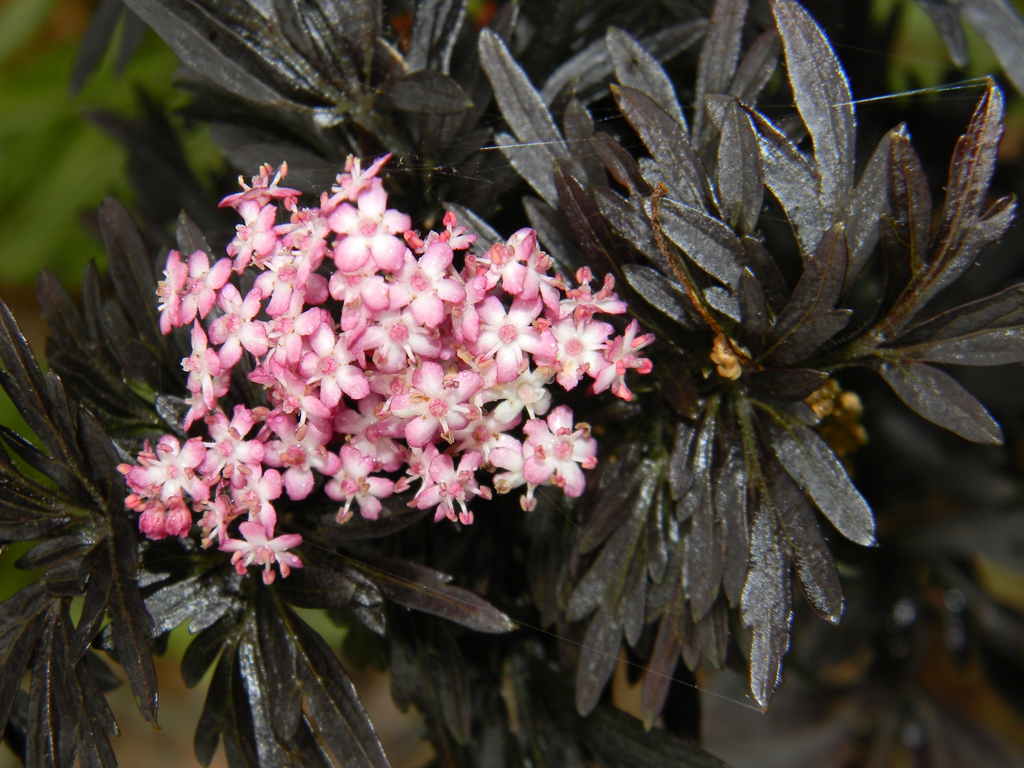 Sambucus nigra