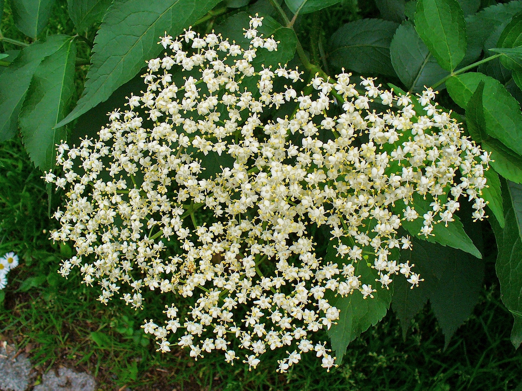 leaves and flowers