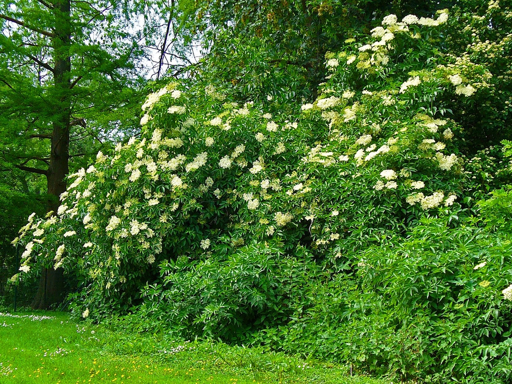 leaves and flowers