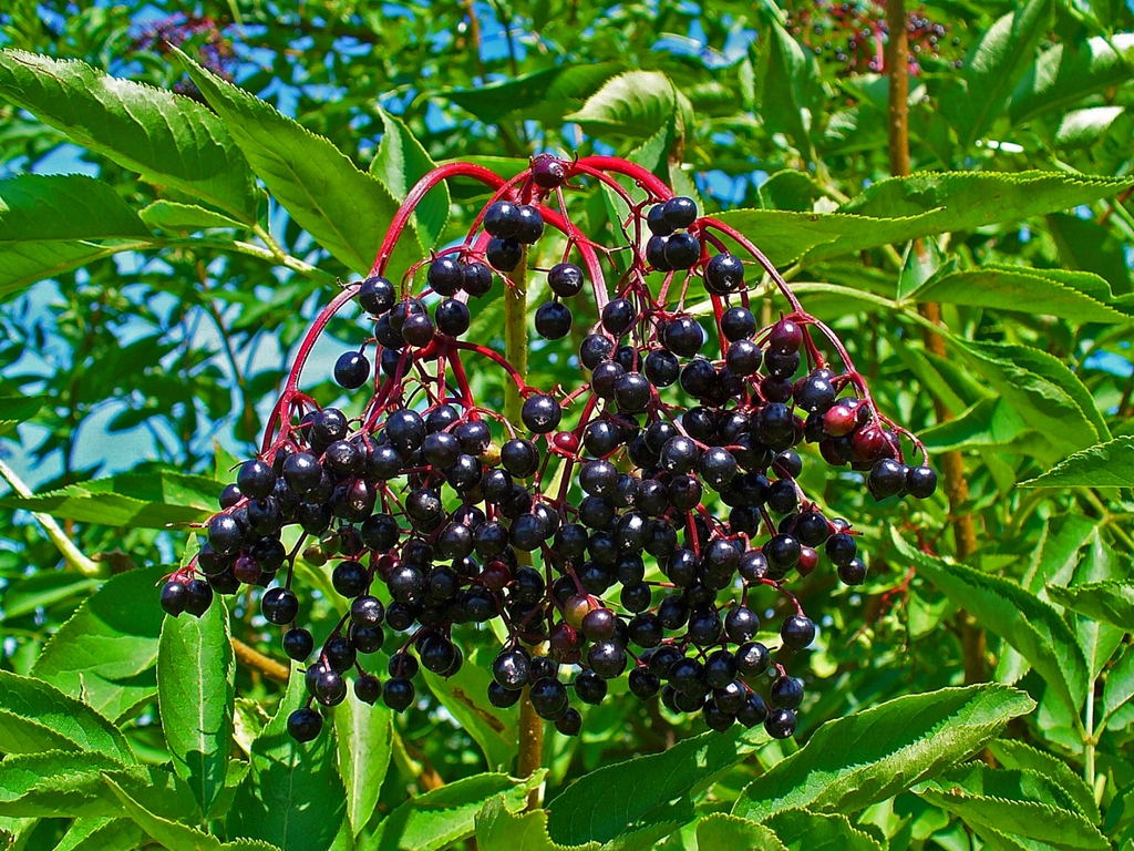 Leaves and black fruits.
