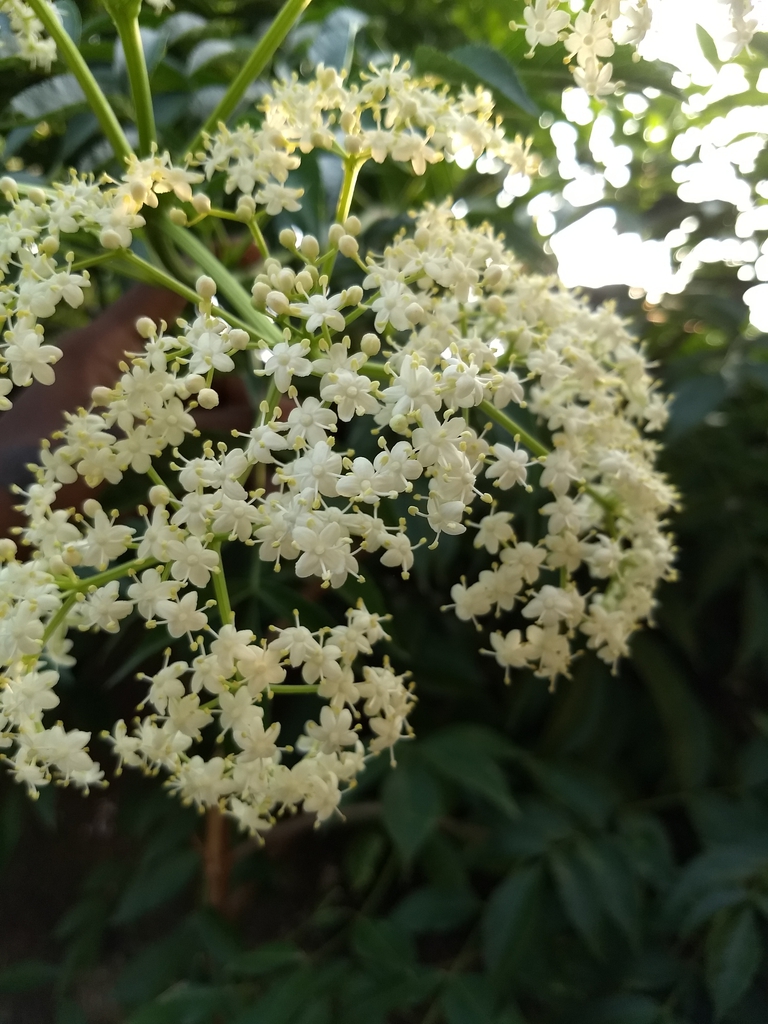 leaves and flowers