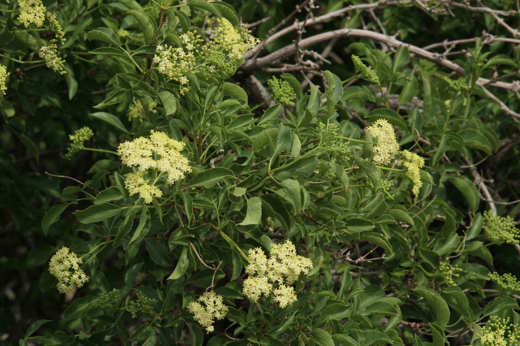 leaves and flowers