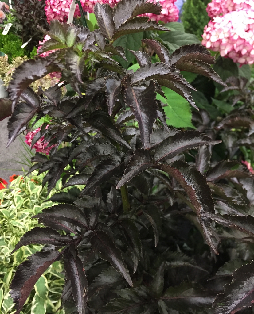 Sambucus racemosa Black Tower
