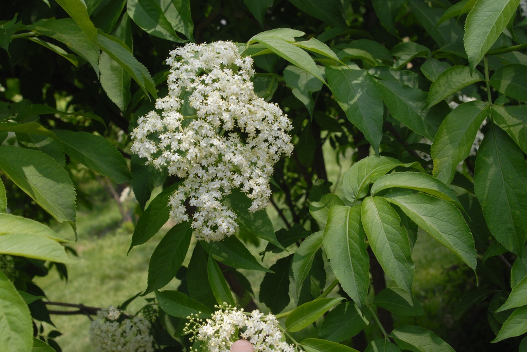 Flower and Leaves
