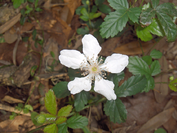 Rubus cuneifolius
