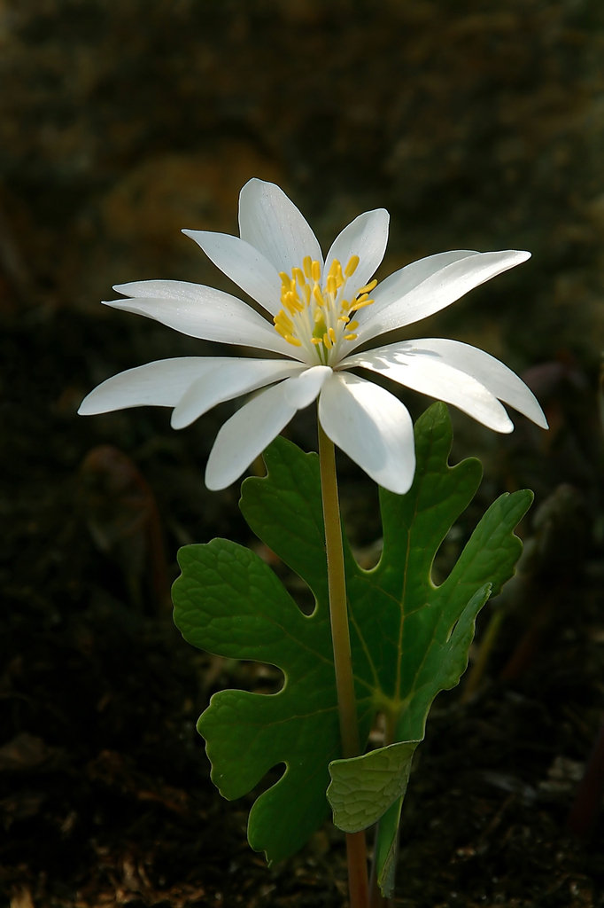 flower, Yancey, NC