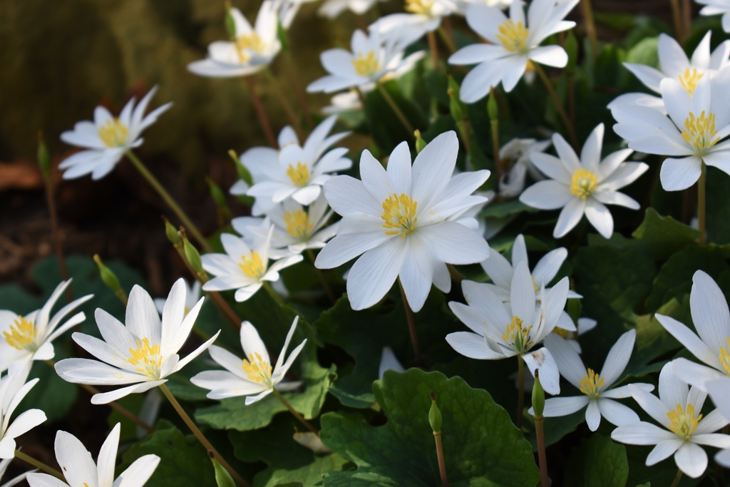 Flowers - Feb. 23 - Wake Co., NC