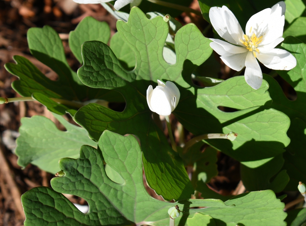 Flower/Bud/Leaves - Wake Co., NC
