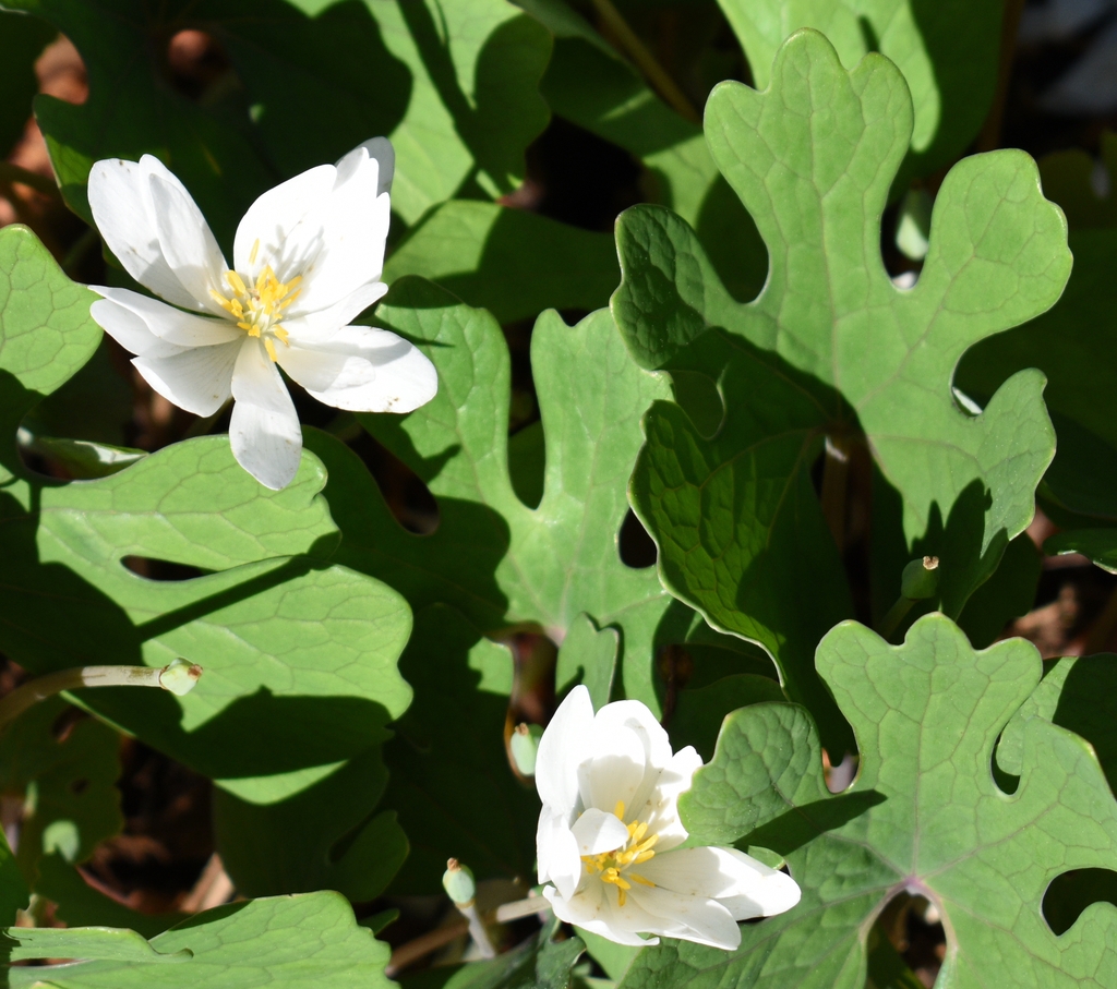 Flowers/Leaves - Wake Co., NC