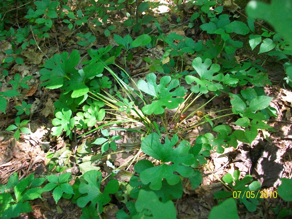 leaves, summer, Iredell County, NC