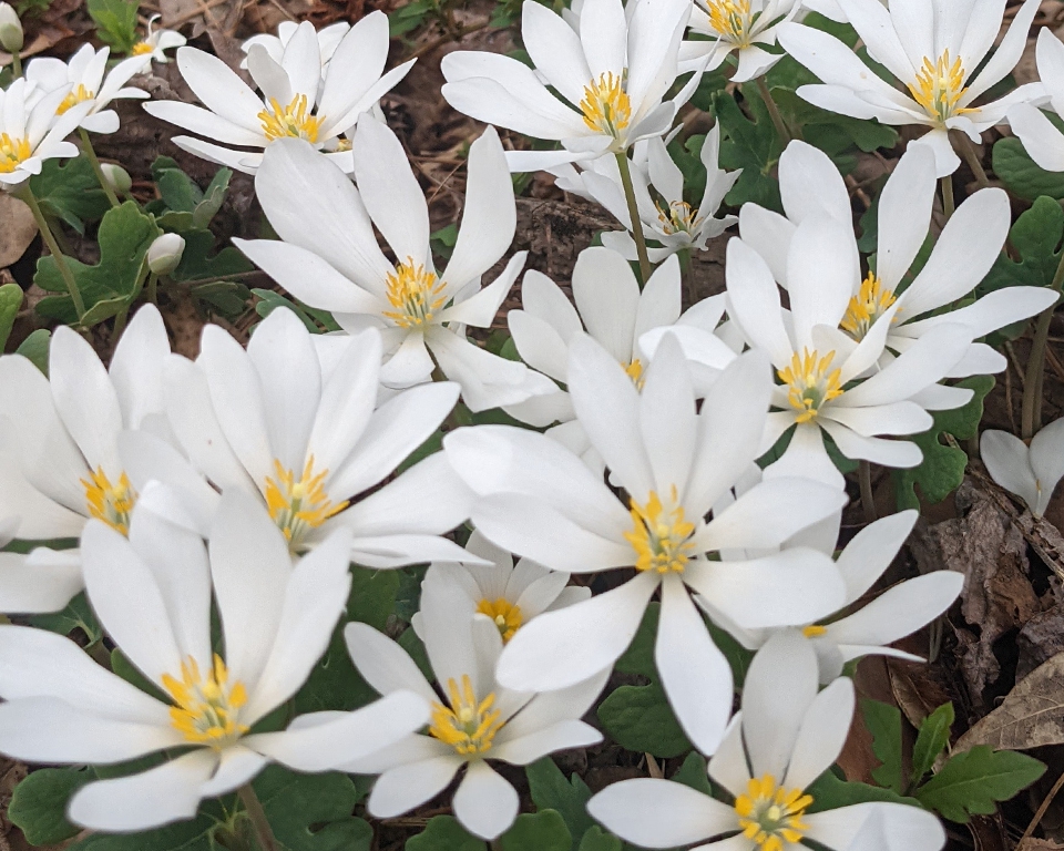 Close up flower