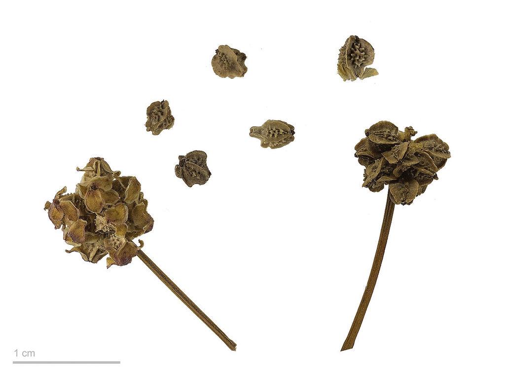 Poterium sanguisorba