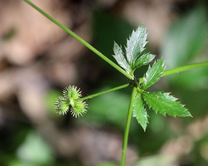 Close-up on the spiny burs that are the fruits.