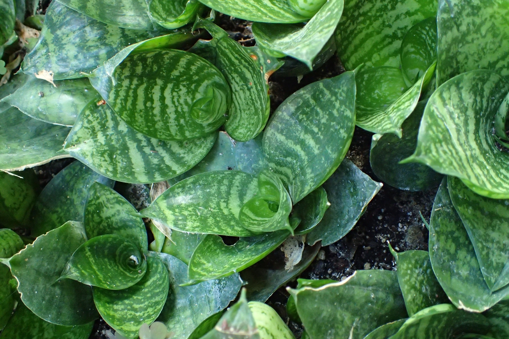 Sansevieria trifasciata
