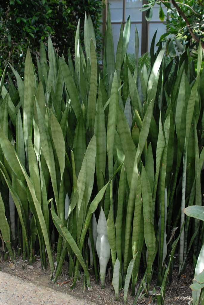 Sansevieria trifasciata
