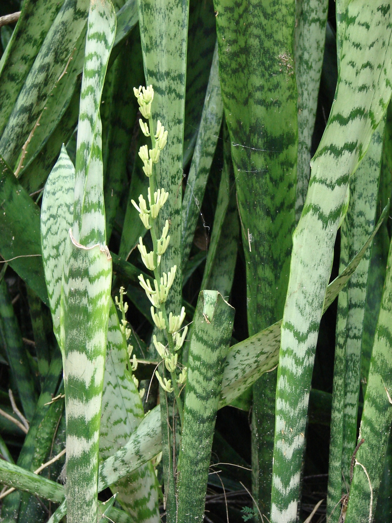 Leaves and bloom