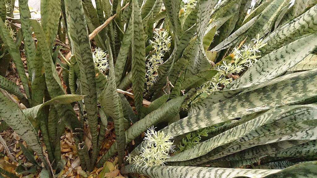 Form, leaves, flowers