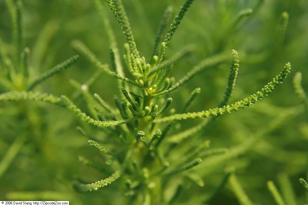 Leaf closeup