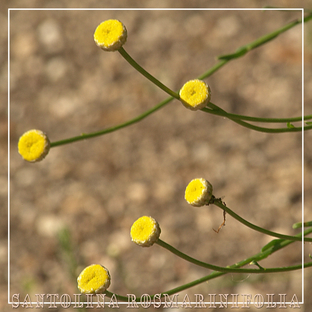 Stem and buds