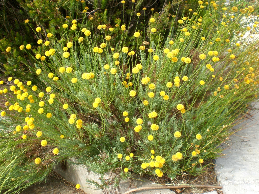 Form in bloom