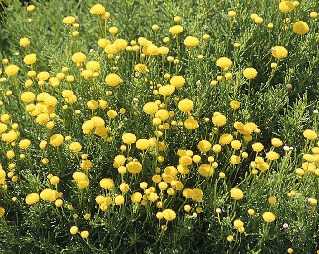 fine green foliage and ivory white heads of flowers.