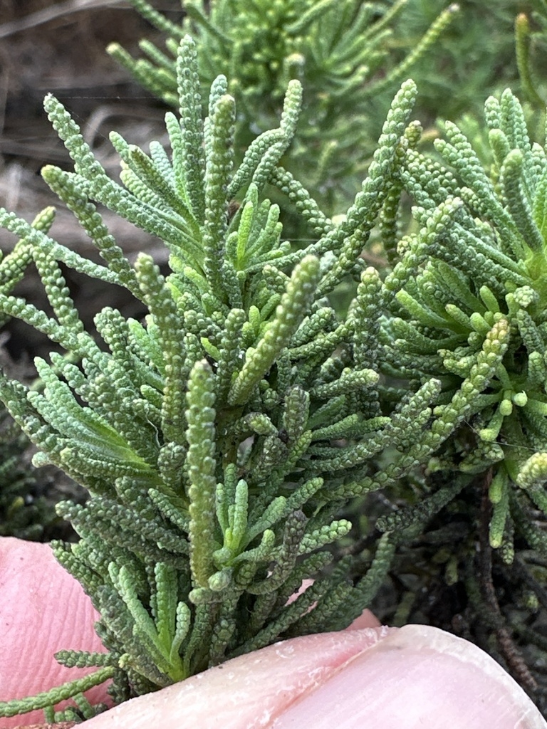 fingers holding branches with imbricate leaves like Juniper.