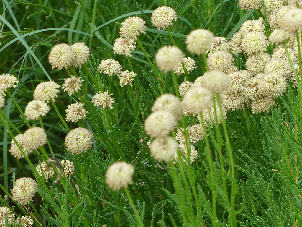 fine green foliage and white heads of flowers.