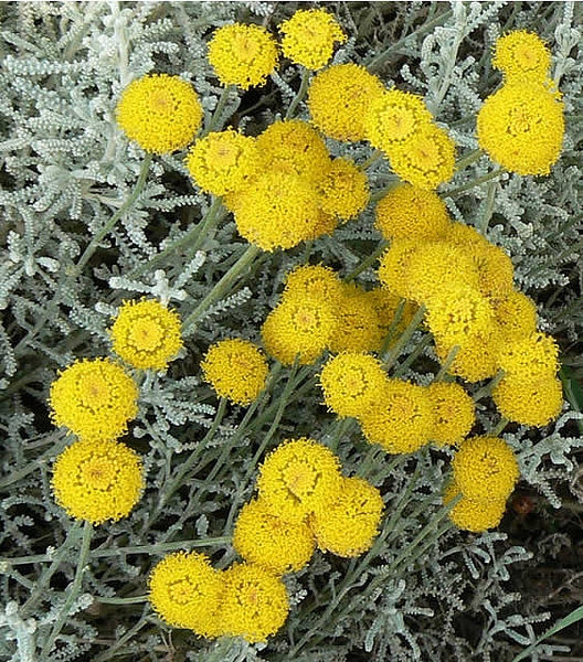 Santolina chamaecyparissus