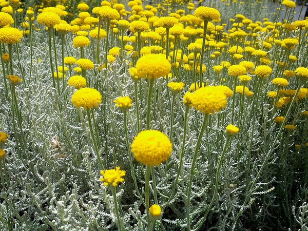 Santolina chamaecyparissus