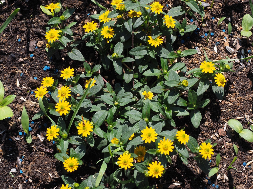 Sanvitalia procumbens