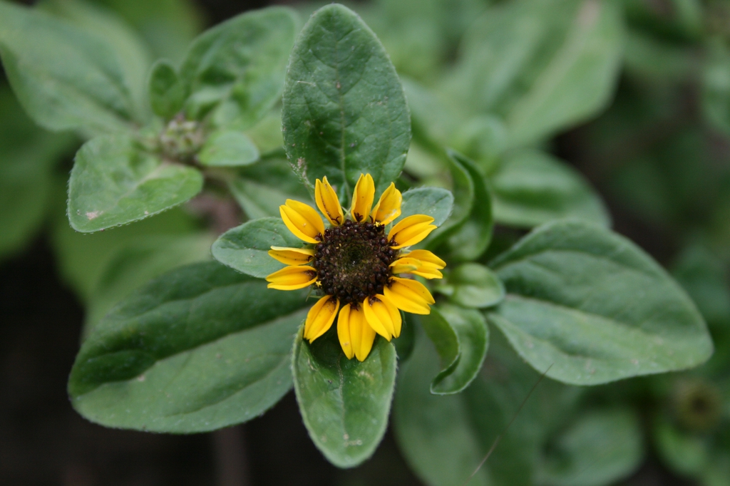 Sanvitalia procumbens