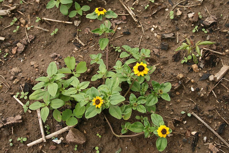 Sanvitalia procumbens