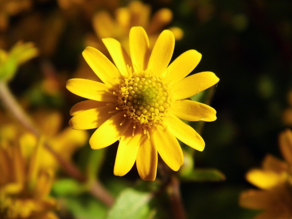 Sanvitalia procumbens