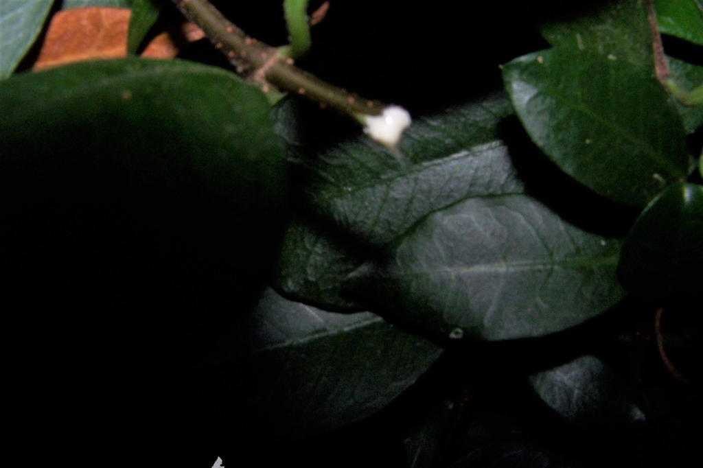 Sap - Durham County, NC