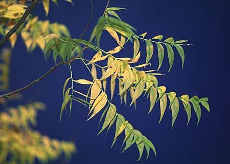 Sapindus drummondii