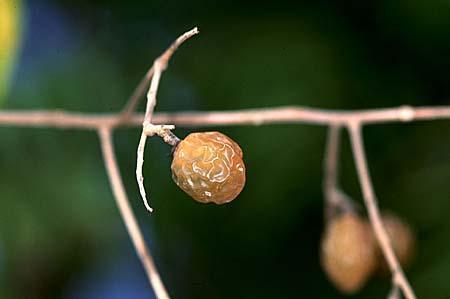 Sapindus drummondii