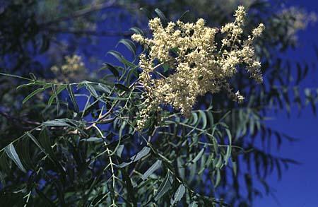 Sapindus drummondii
