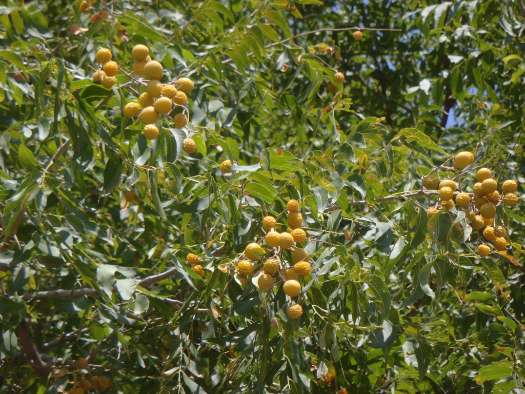 Sapindus drummondii