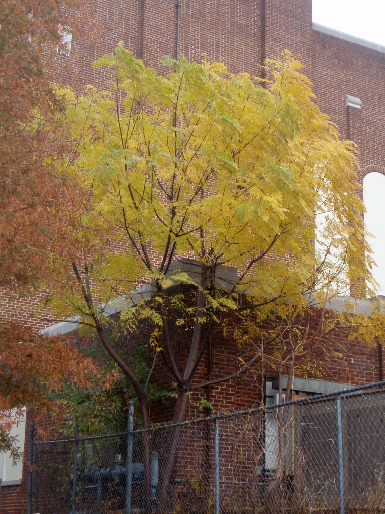 Fall Color Form