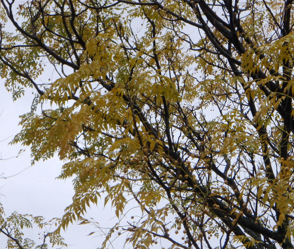 Fall Color Leaf