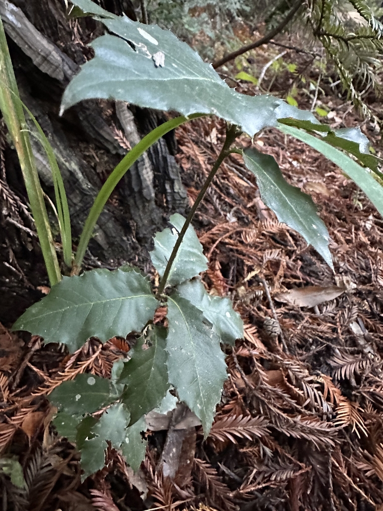 Sapling in November in Monterrey County, California