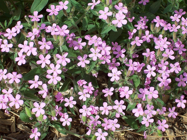 Saponaria ocymoides