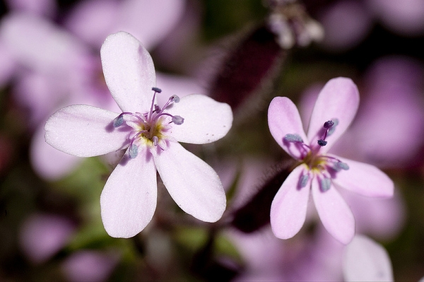 Saponaria ocymoides
