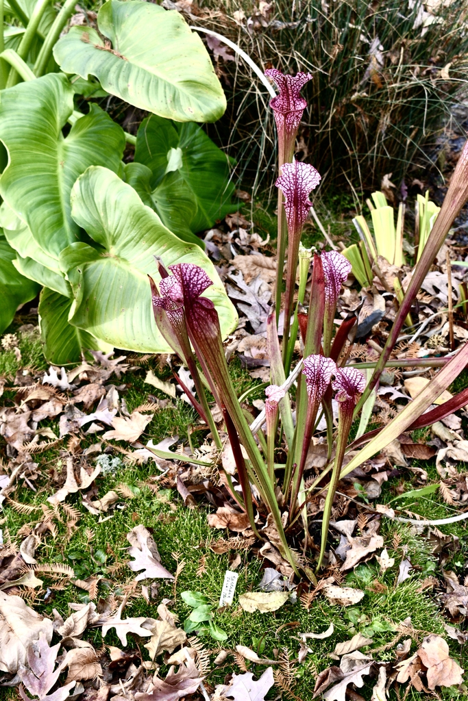 'Diana's Delight' Form - Nov. 29 - Wake Co., NC