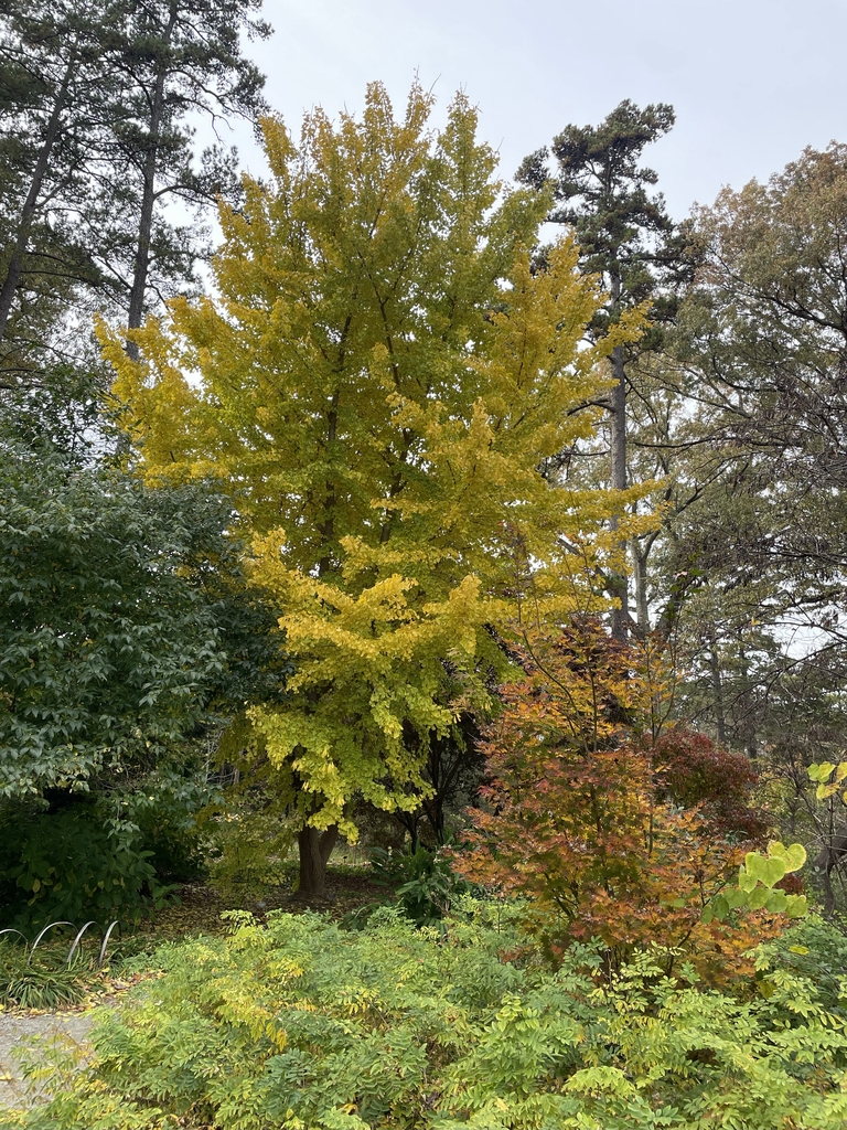 Form with yellow foliage in November in Durham County, NC