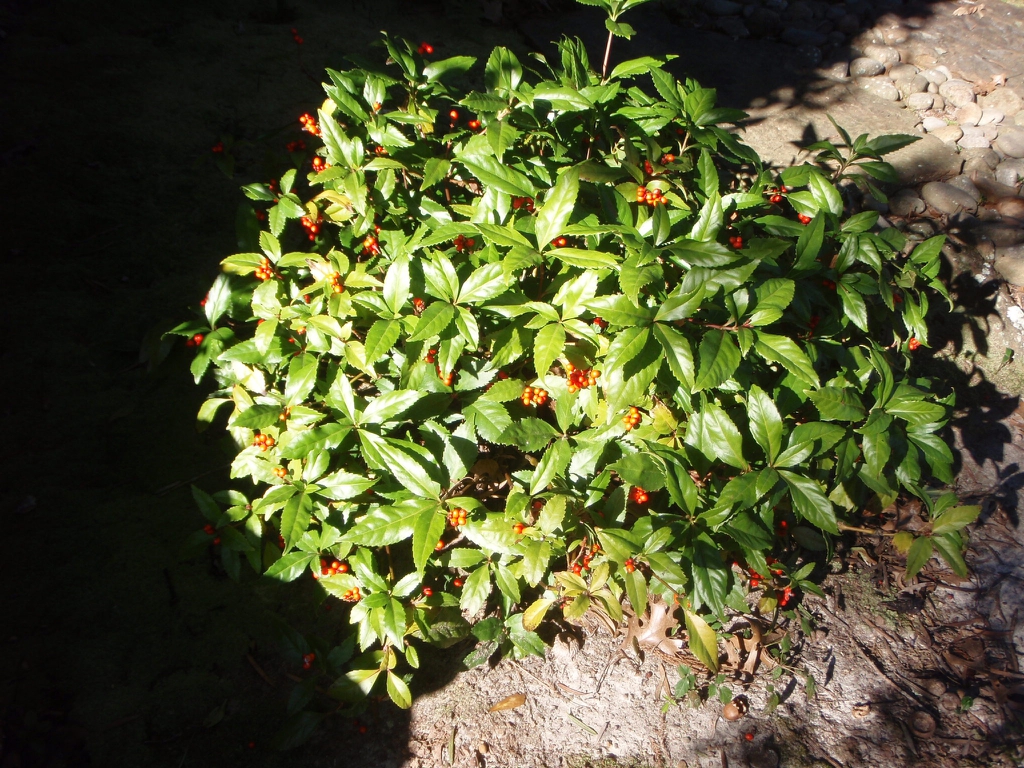 Sarcandra glabra
