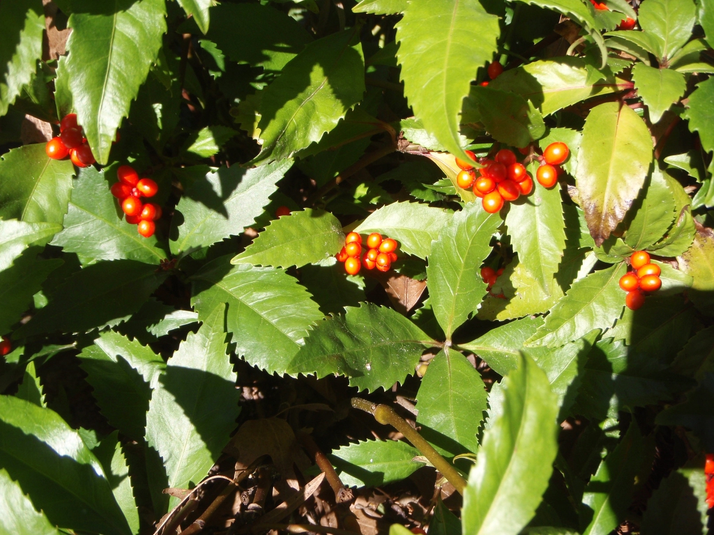 Sarcandra glabra
