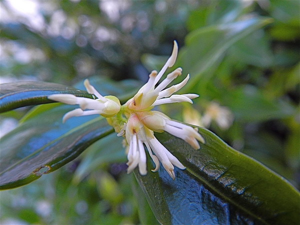 Sarcococca hookeriana